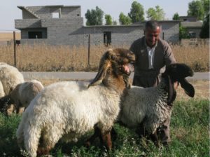 erbil-farmer-with-his-hamdani-sheep